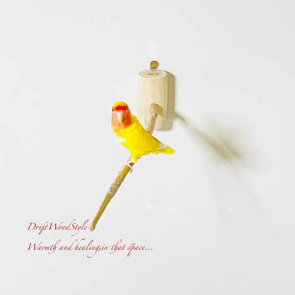 流木インテリア 40ｃｍの流木枝を使った小鳥の止まり木 インコの壁掛けパーチ ピン止めタイプ ビス止め変更可 N3 3枚目の画像