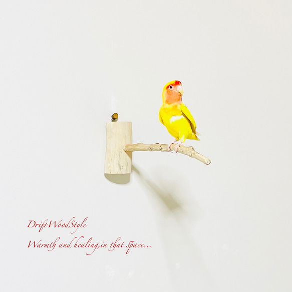 流木インテリア 40ｃｍの流木枝を使った小鳥の止まり木 インコの壁掛けパーチ ピン止めタイプ ビス止め変更可 N3 2枚目の画像