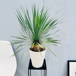 現品］【希少】セサモタムナスブッセアヌスレアゴマ科コーデックス塊茎