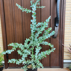 キングプロテア シナロイデス 鉢植え 苗 ワイルドフラワー