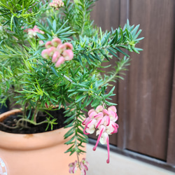 キングプロテア　シナロイデス　鉢植え　苗　ワイルドフラワー　ドライガーデン キングプロテア シナロイデス 鉢植え 苗 ワイルドフラワー