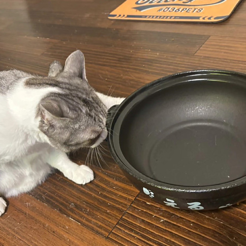 送料無料】猫鍋 ひんやり 名入れ わが家の本格 ねこ鍋 to800 最速 鍋