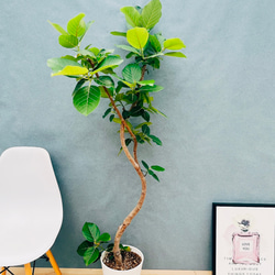 ［現品］【希少】☆おすすめ☆ 89番　フィカス　グランディス　曲がり　8号 現品］【希少】☆おすすめ☆ 89番 フィカス グランディス 曲がり 8号