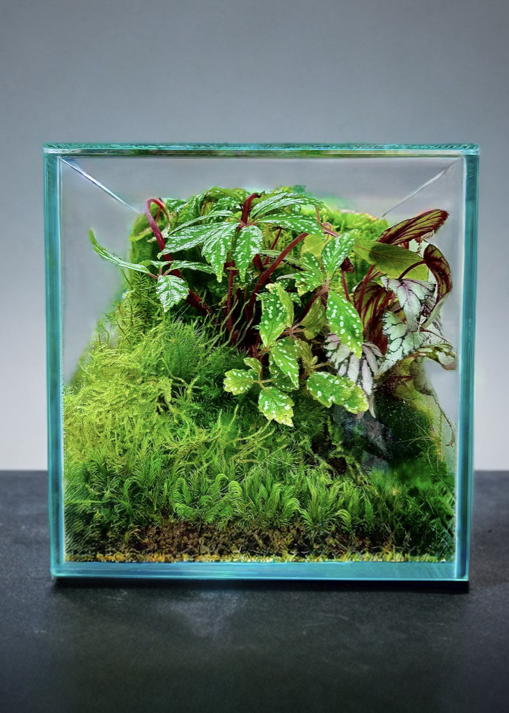 ［色々な模様を楽しめる］ベゴニアのテラリウム初めてでも育てやすいおしゃれかわいいボヘミアン模様部屋のアクセントおもてなし