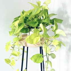 一点限定】ドラセナ ヴィクトリア Lサイズ 透き通るような美しさ