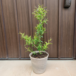 再販♡ ウォールムバンクシア アエムラ 鉢植え13 ネイティブフラワー