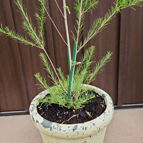 メディカルティーツリー 鉢植え 苗 芳香木 庭木 メディカルティー