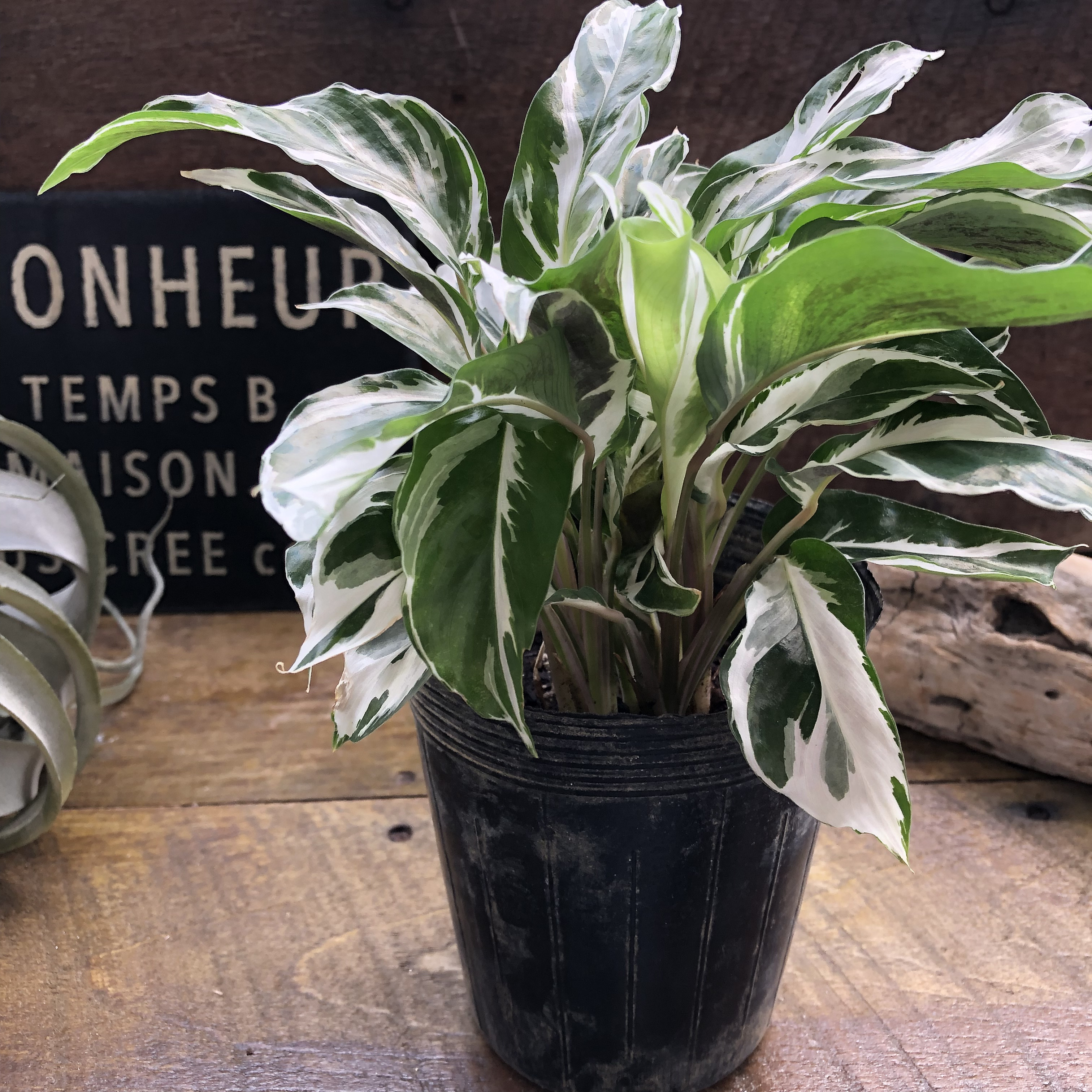 ホワイトフュージョン♡希少♡カラテア♡斑入り♡観葉植物♡