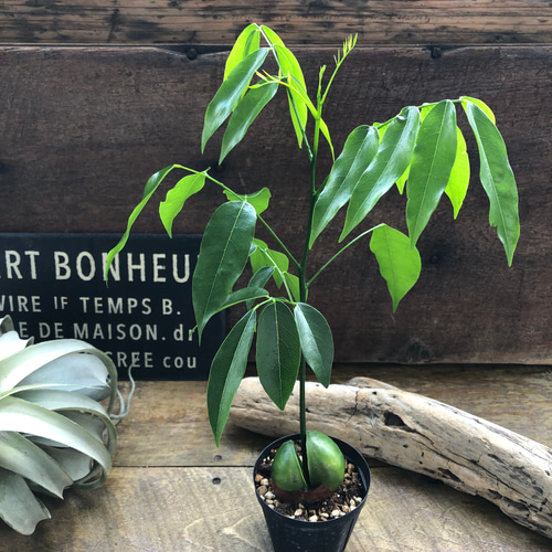 希少♡ジャックと豆の木♡数量限定♡豆からぱっくり♡ガーデニング