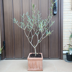 ボリューム株 パールアカシア 7号ポット苗45 ミモザ苗 オージー