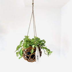 フィットニアのハンギングプランツ(中央・1個)フェイクグリーン