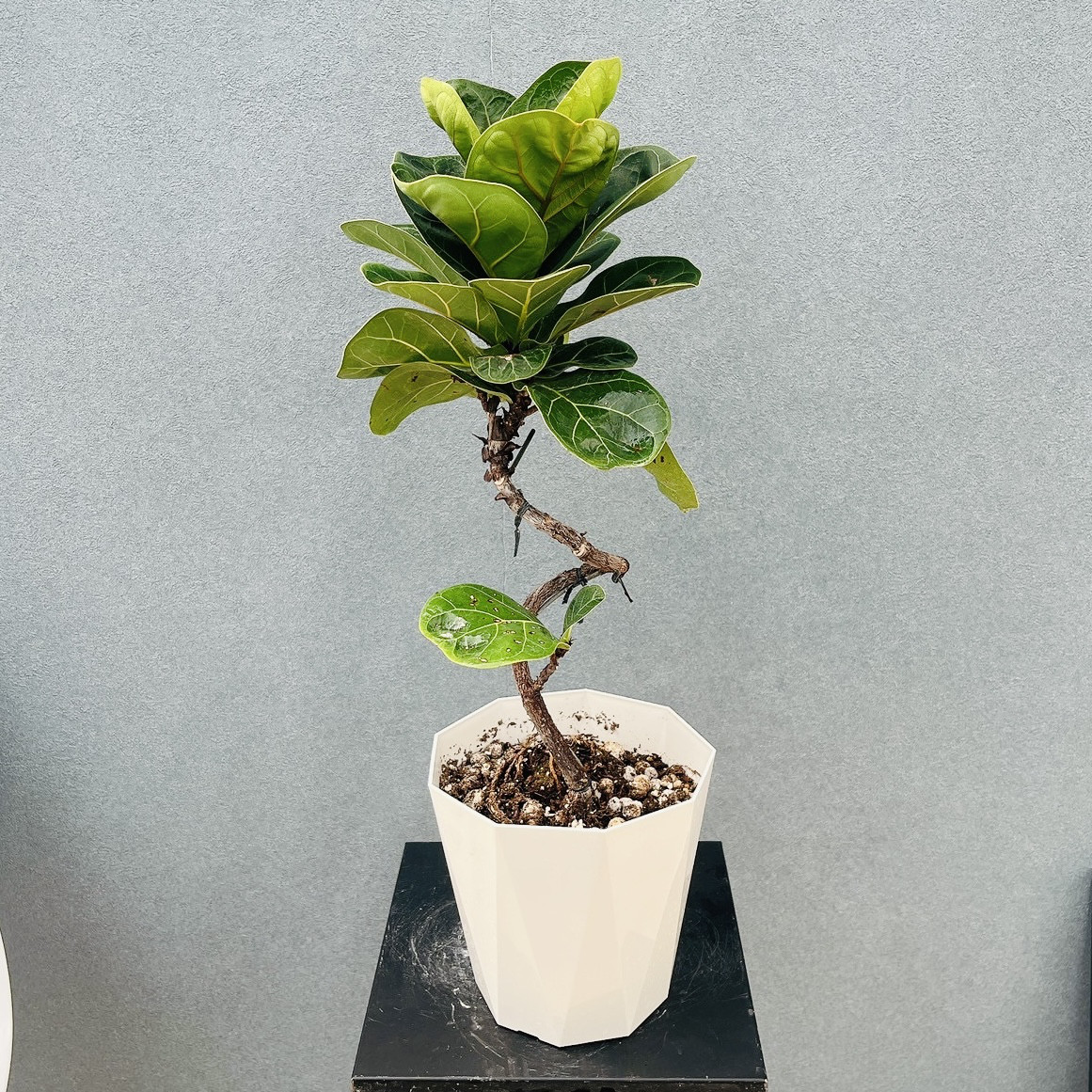 ［現品］82番　フィカスリラータ　バンビーノ　曲がり　8号　観葉植物　室内　大型 現品］32番 フィカス リラータ バンビーノ 曲がり 5号 観葉植物 室内