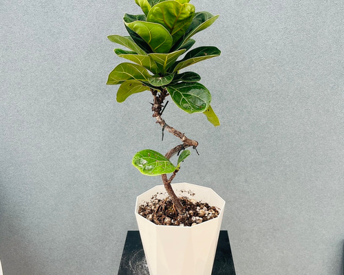 現品］5番 カシワバゴムの木 フィカス リラータ ストレート 8号 大型