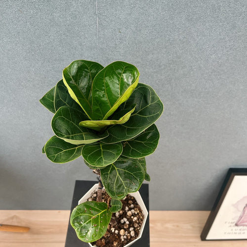 現品］32番 フィカス リラータ バンビーノ 曲がり 5号 観葉植物 室内