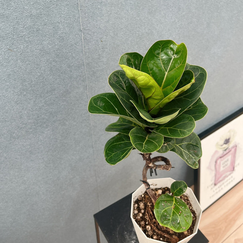 現品］32番 フィカス リラータ バンビーノ 曲がり 5号 観葉植物 室内