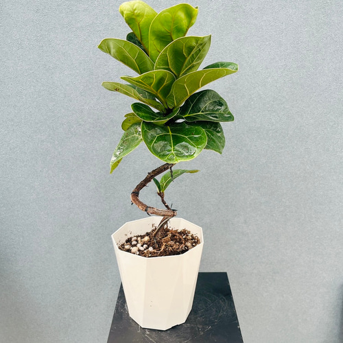 現品］32番 フィカス リラータ バンビーノ 曲がり 5号 観葉植物 室内