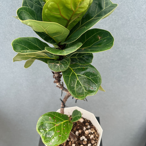 現品］32番 フィカス リラータ バンビーノ 曲がり 5号 観葉植物 室内