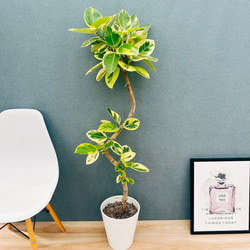 【希少大株】セサモタムナスブッセアヌス 現地球 塊根植物 サボテン isla del pescado - Sesamothamnus busseanus-セサモタムナス