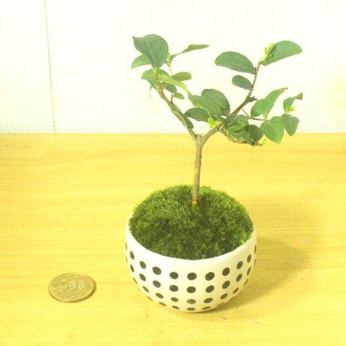 小品盆栽 百日紅 サルスベリ 苔付 鉢付 小品盆栽 姫百日紅サルスベリ