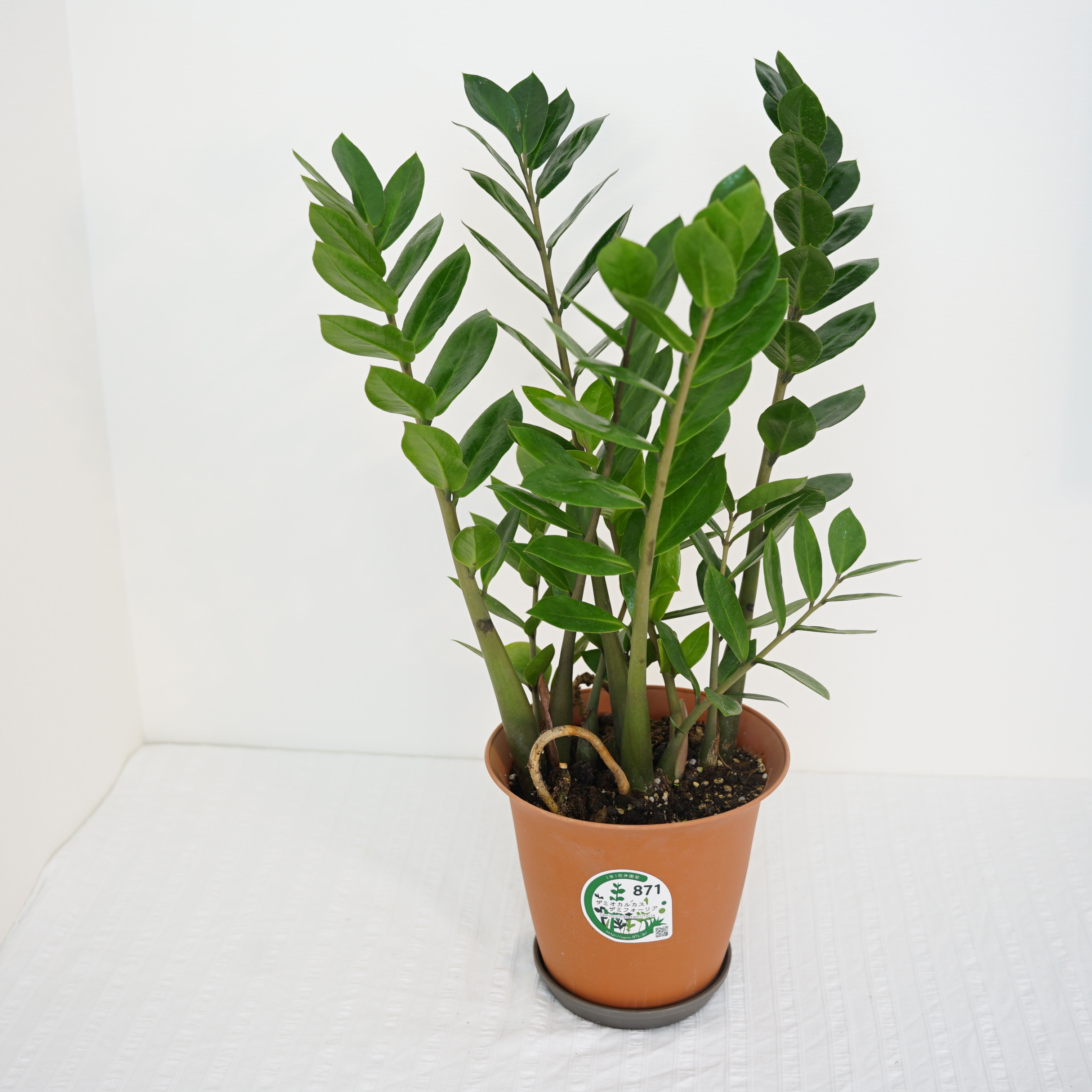 【送料込み】☆乾燥に強く、耐陰性あり☆ザミオクルカス・ザミーフォリア