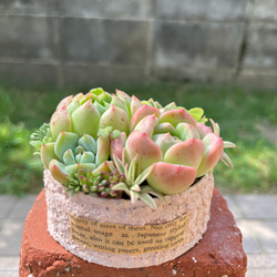 多肉植物 ♡そのまま飾れる寄せ植え♡木箱寄せ植え♬.*゜ ☆送料無料☆♡そのまま飾れる♡箱庭風多肉植物寄せ植え