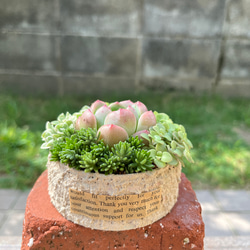 ☆送料無料☆♡そのまま飾れる♡クリスマス☆トナカイの多肉植物寄せ