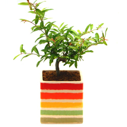 大盃 皐月 さつき サツキ 盆栽 小品盆栽 素おしゃれな盆栽鉢付き ミニ