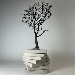 透明標本 ヒラオヤモリ」 理科 標本 研究 骨格 骨 インテリア 雑貨