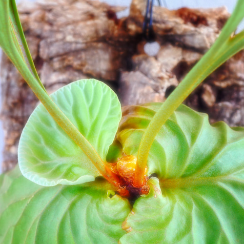 送料無料❣️ビカクシダ⭕️リドレイ⭕️バージンコルク