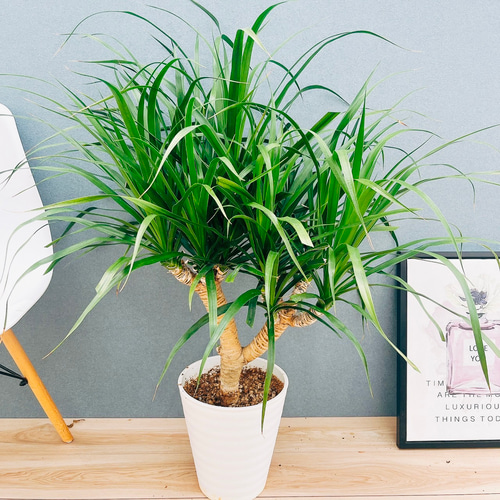 観葉植物 ドラセナカンボジアーナ 希少種