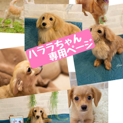 受注制作》羊毛フェルト 犬♡ ミニチュア ピンシャー ♡ 羊毛フェルト