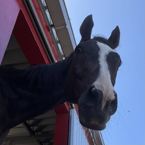 サラブレッド、競走馬、カルトナージュ、卓上、壁掛け、馬好き