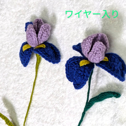 サマーポインセチア♡抜き苗 8〜20苗くらい 多肉植物 黄色いスコップ