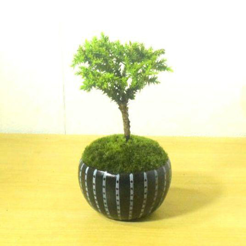 POTOCO 八房杉 スギ 杉 観葉植物 陶器鉢 盆栽 豆盆栽 小品盆栽