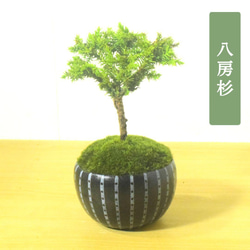 POTOCO クチナシ 陶器鉢 植物鉢 植物 観葉植物 可愛い 豆盆栽 盆栽 苔 POTOCOの販売中作品一覧 | ハンドメイド通販・販売のCreema
