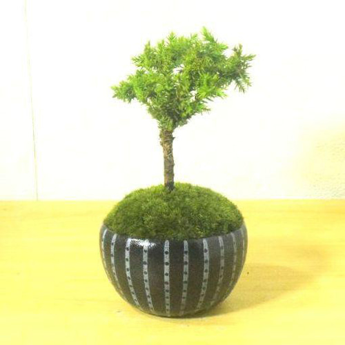 POTOCO 八房杉 スギ 杉 観葉植物 陶器鉢 盆栽 豆盆栽 小品盆栽