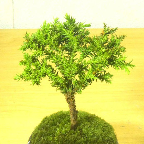 POTOCO 八房杉 スギ 杉 観葉植物 陶器鉢 盆栽 豆盆栽 小品盆栽 苔 盆栽