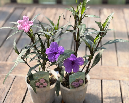 ルエリア＊「パープルシャワー」「ピンクシャワー」次々に花が咲く♡夏