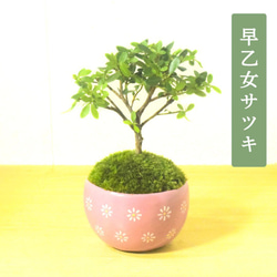 POTOCO 早乙女 サツキ さつき 観葉植物 陶器鉢 盆栽 豆盆栽 小品盆栽