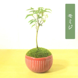 POTOCO クチナシ 陶器鉢 植物鉢 植物 観葉植物 可愛い 豆盆栽 盆栽 苔 POTOCO クチナシ 陶器鉢 植物鉢 植物 観葉植物 可愛い 豆盆栽