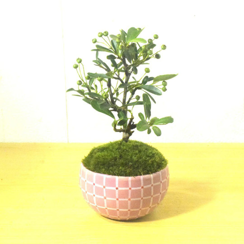 ピラカンサス 【盆栽】受け皿付き ピラカンサの盆栽を販売｜盆栽妙 – 盆栽妙 本店