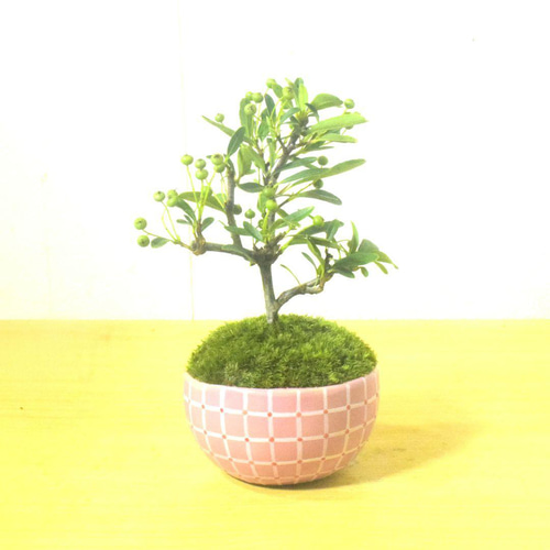 ピラカンサス 【盆栽】受け皿付き POTOCO ピラカンサス ピラカンサ観葉植物 植物 陶器鉢 盆栽 小品盆栽