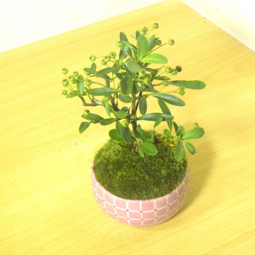 POTOCO ピラカンサス ピラカンサ観葉植物 植物 陶器鉢 盆栽 小品盆栽