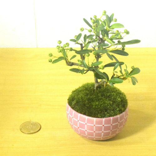 POTOCO ピラカンサス ピラカンサ観葉植物 植物 陶器鉢 盆栽 小品盆栽