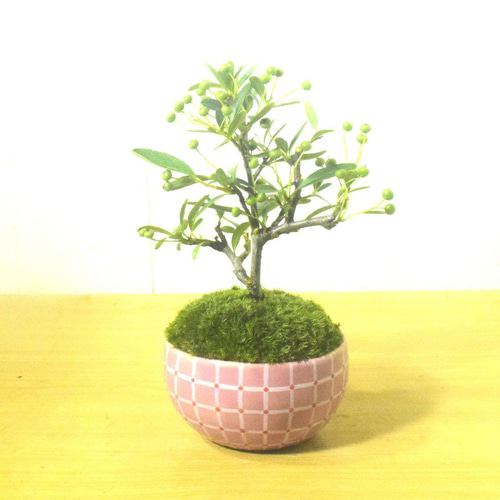 POTOCO ピラカンサス ピラカンサ観葉植物 植物 陶器鉢 盆栽 小品盆栽