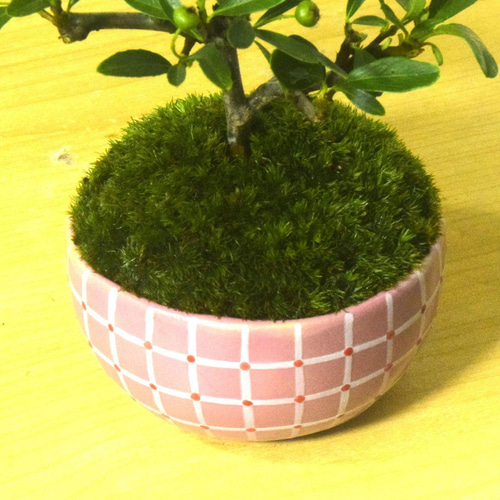 POTOCO ピラカンサス ピラカンサ観葉植物 植物 陶器鉢 盆栽 小品盆栽