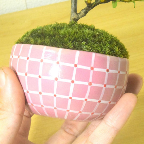 ピラカンサ　盆栽　6号陶器鉢つき　幹太❗　② ピラカンサ 盆栽 6号陶器鉢つき 幹太❗ ② 盆栽 ②