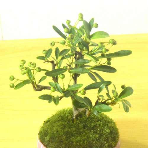 POTOCO ピラカンサス ピラカンサ観葉植物 植物 陶器鉢 盆栽 小品盆栽
