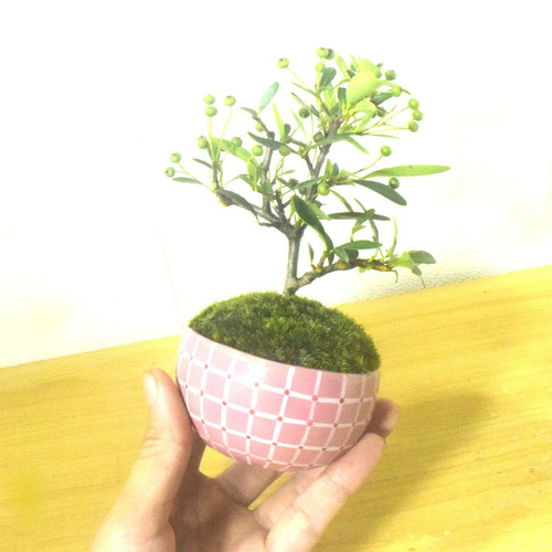 POTOCO ピラカンサス ピラカンサ観葉植物 植物 陶器鉢 盆栽 小品盆栽