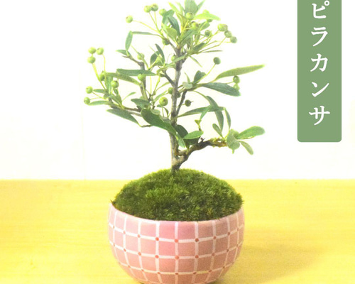 POTOCO ピラカンサス ピラカンサ観葉植物 植物 陶器鉢 盆栽 小品
